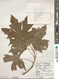 Acer macrophyllum image