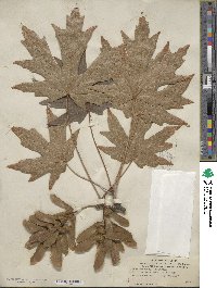 Acer macrophyllum image