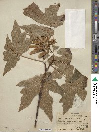 Acer macrophyllum image