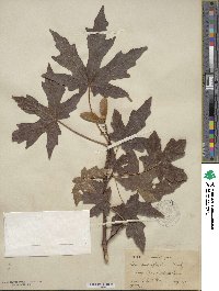 Acer macrophyllum image