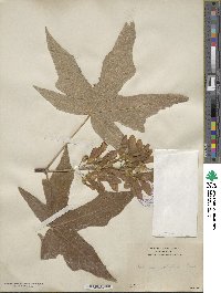 Acer macrophyllum image