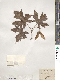 Acer macrophyllum image