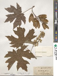 Acer macrophyllum image