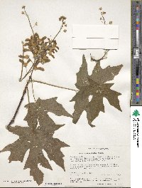 Acer macrophyllum image