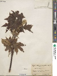 Acer macrophyllum image