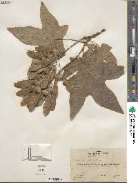 Acer macrophyllum image