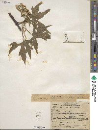 Acer macrophyllum image