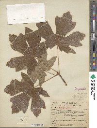 Acer macrophyllum image