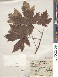 Acer macrophyllum image