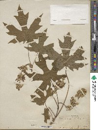 Acer macrophyllum image