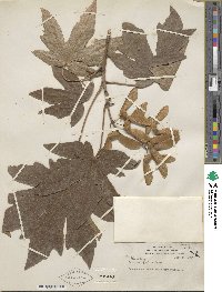 Acer macrophyllum image