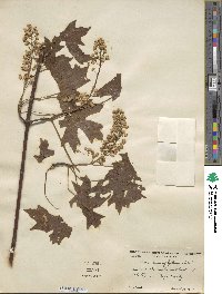 Acer macrophyllum image