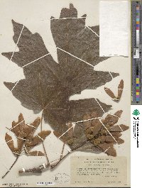 Acer macrophyllum image