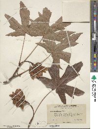 Acer macrophyllum image