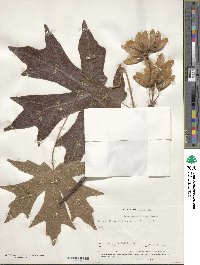 Acer macrophyllum image