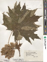 Acer macrophyllum image