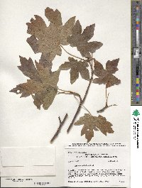 Acer macrophyllum image