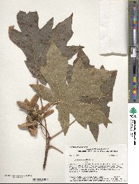 Acer macrophyllum image