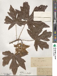 Acer macrophyllum image