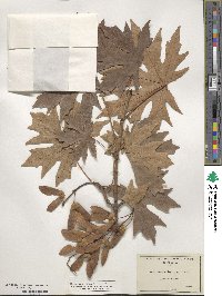 Acer macrophyllum image