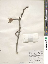 Acer macrophyllum image