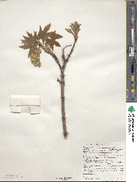 Acer macrophyllum image