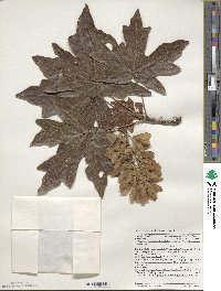 Acer macrophyllum image