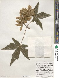 Acer macrophyllum image