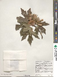 Acer macrophyllum image