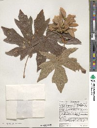 Acer macrophyllum image