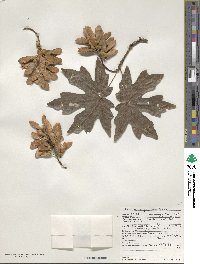 Acer macrophyllum image