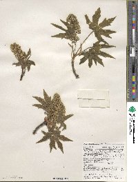 Acer macrophyllum image