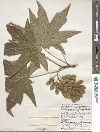 Acer macrophyllum image