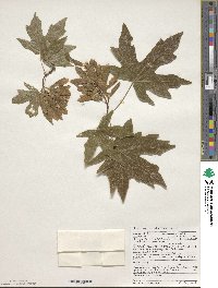 Acer macrophyllum image