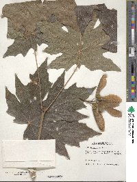 Acer macrophyllum image