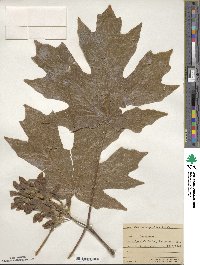 Acer macrophyllum image