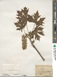 Acer macrophyllum image