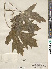 Acer macrophyllum image