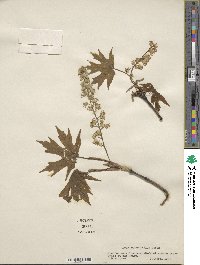 Acer macrophyllum image