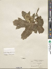 Acer macrophyllum image