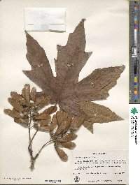 Acer macrophyllum image