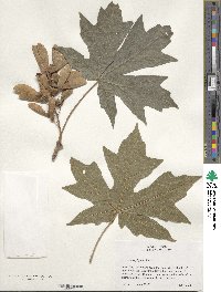 Acer macrophyllum image