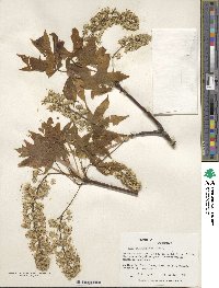 Acer macrophyllum image