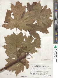 Acer macrophyllum image