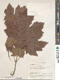 Acer macrophyllum image