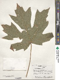 Acer macrophyllum image