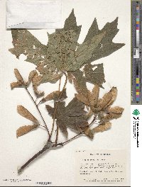 Acer macrophyllum image