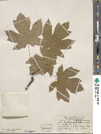 Acer macrophyllum image