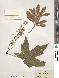 Acer macrophyllum image