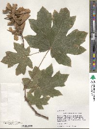 Acer macrophyllum image